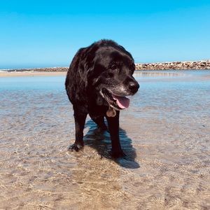 Meet your Posher, Ken